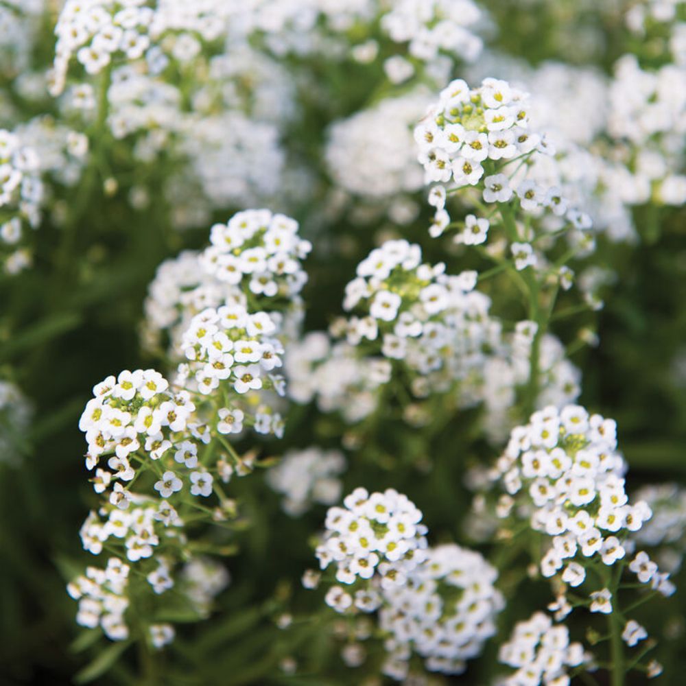 Alyssum