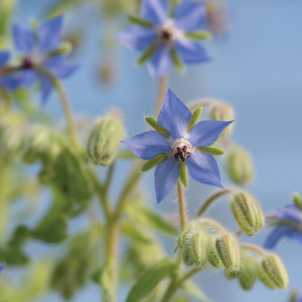 Borage