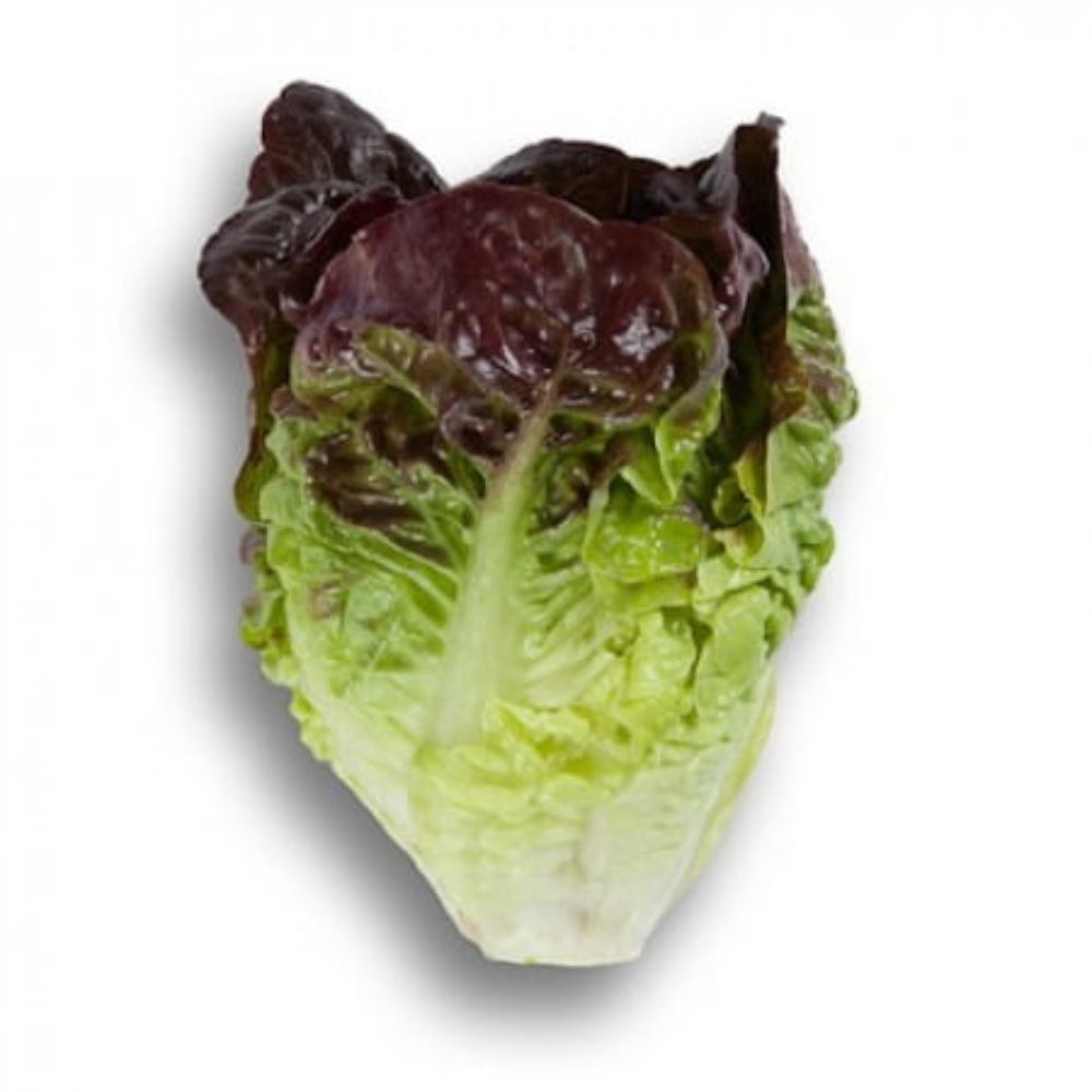 Colored Gem Lettuce