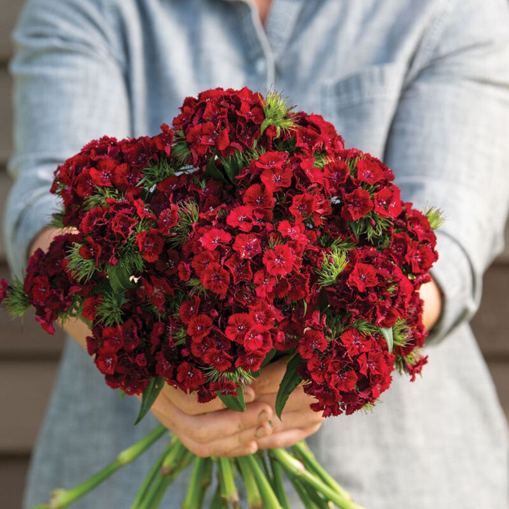 Dianthus - Edible flowers