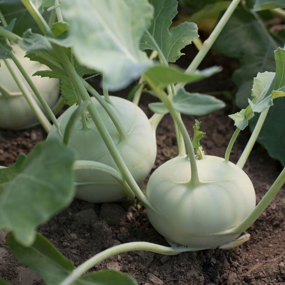 Green Kohlrabi