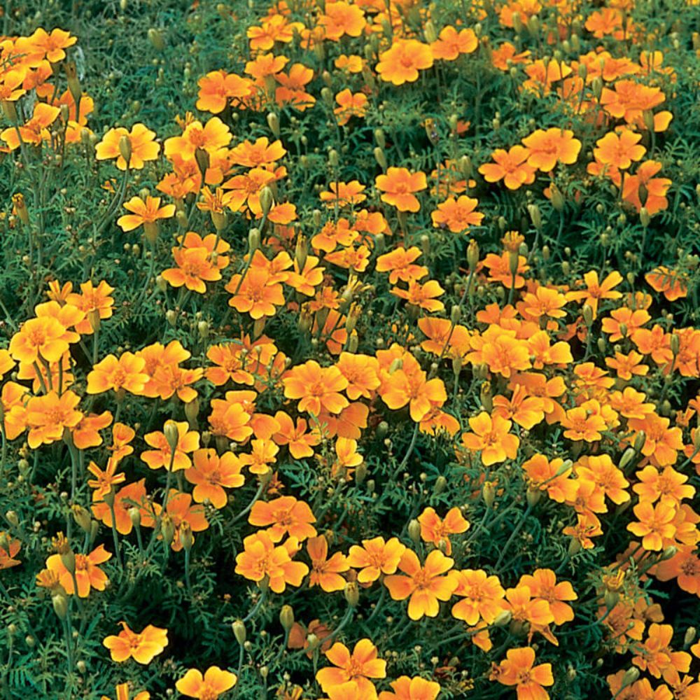 Marigold - Tangerine Gem