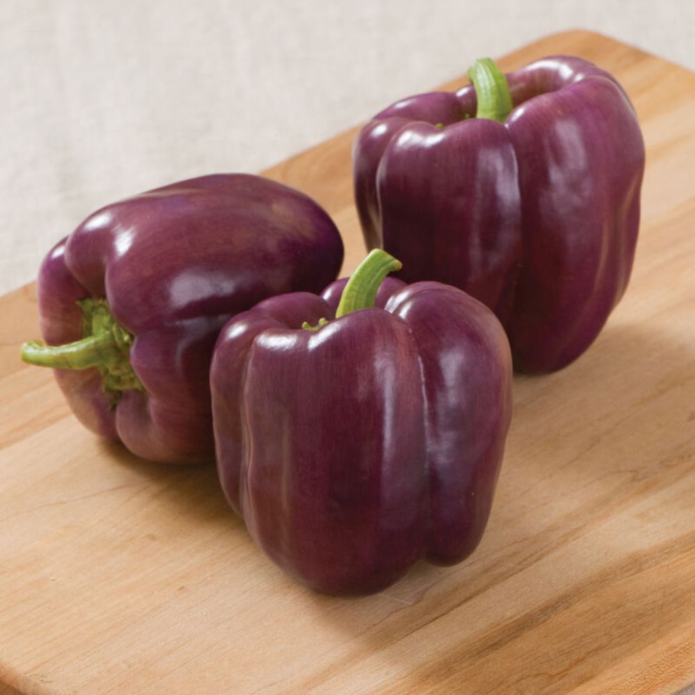 Purple Capsicum