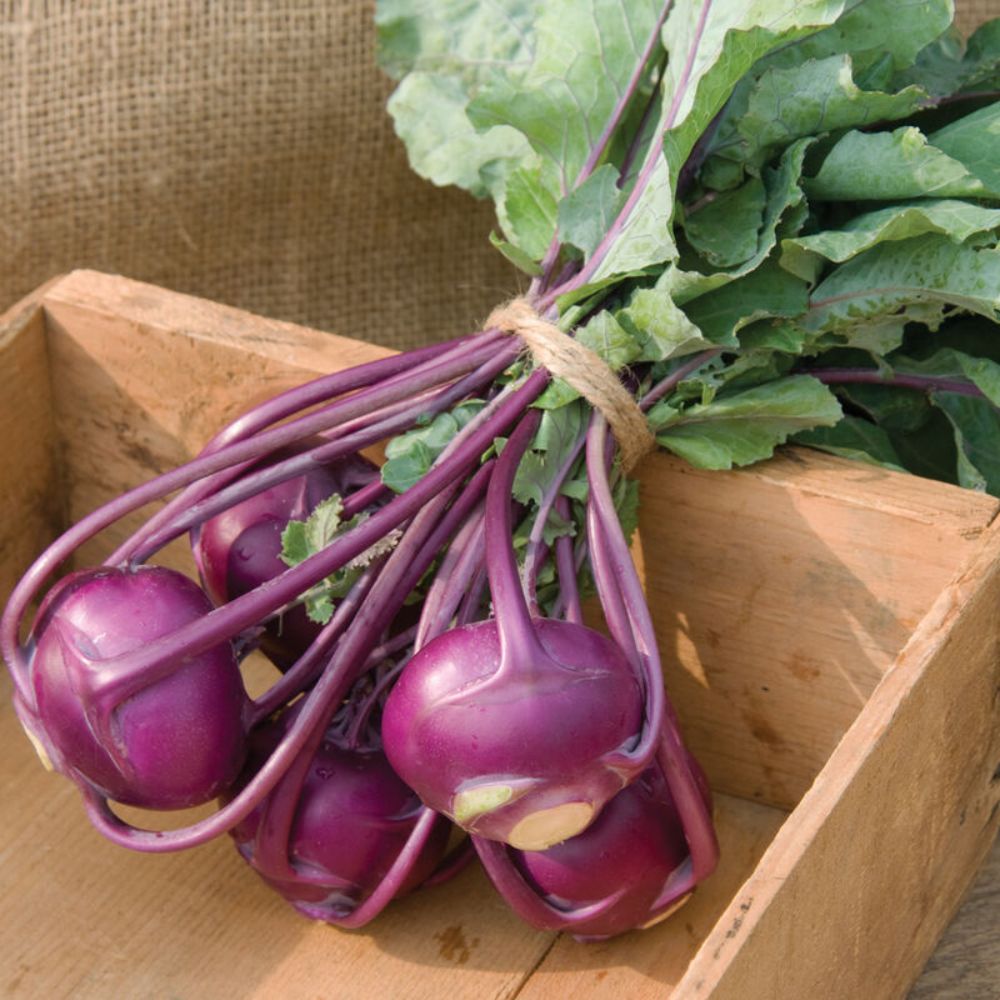 Purple Kohlrabi