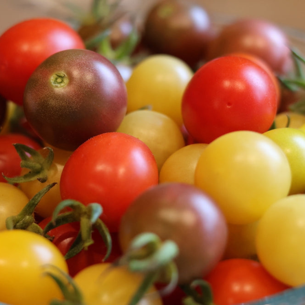 Rainbow Cherry tomato