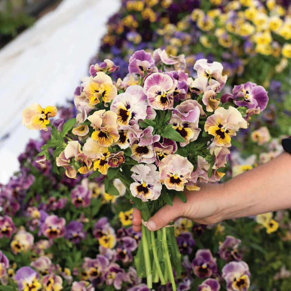 Voila Mix - Edible Flowers